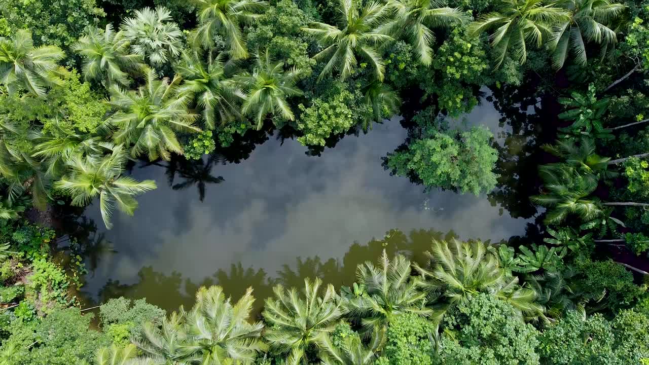 vista aérea del bosque verde profundo o la selva en la temporada de lluvias
