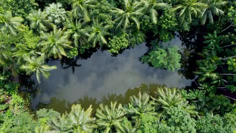 Aerial-view-of-deep-green-forest-or-jungle-at-rainy-season