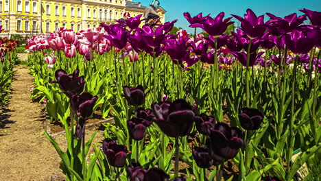 Zeitraffer-Einiger-Lila-Blumen-In-Einem-Garten-Und-Im-Hintergrund-Ein-Gebäude-Mit-Gelber-Fassade