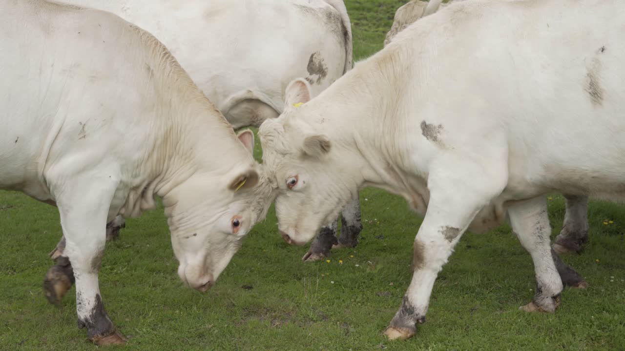 Due mucche bianche che giocano a lottare in un prato verde, vista ravvicinata.