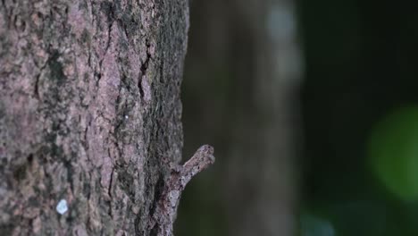 Visto-Mirando-Hacia-La-Derecha-Mientras-Se-Mueve-Para-Comer-Un-Insecto,-Dragón-Volador-Manchado-Draco-Maculatus,-Tailandia