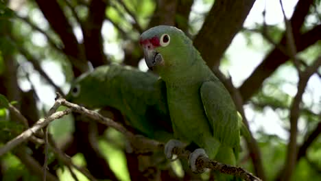 Pareja-De-Loros-Amazónicos-Rojos-En-La-Rama-De-Un-árbol-En-La-Selva-Costarricense,-Tiro-De-Mano-De-Cerca