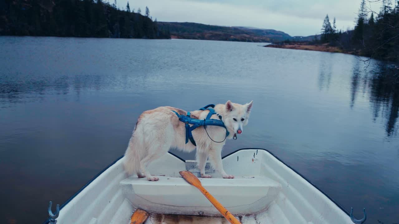 Alaskan Malamute Dog Breed In A Row Boat. Close-up Shot