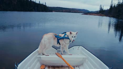 alaskan malamute dog breed in a row boat. close-up shot