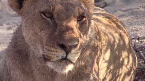portrait of lioness front view close-up with sun reflections on her fur
