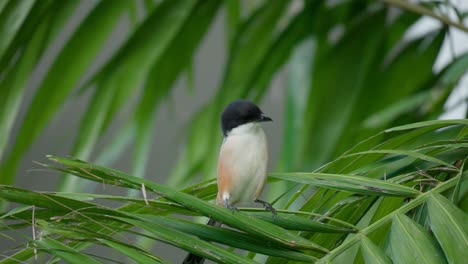 long-tailed shrike or rufous-backed shrike or black-headed shrike on palm tree leaf