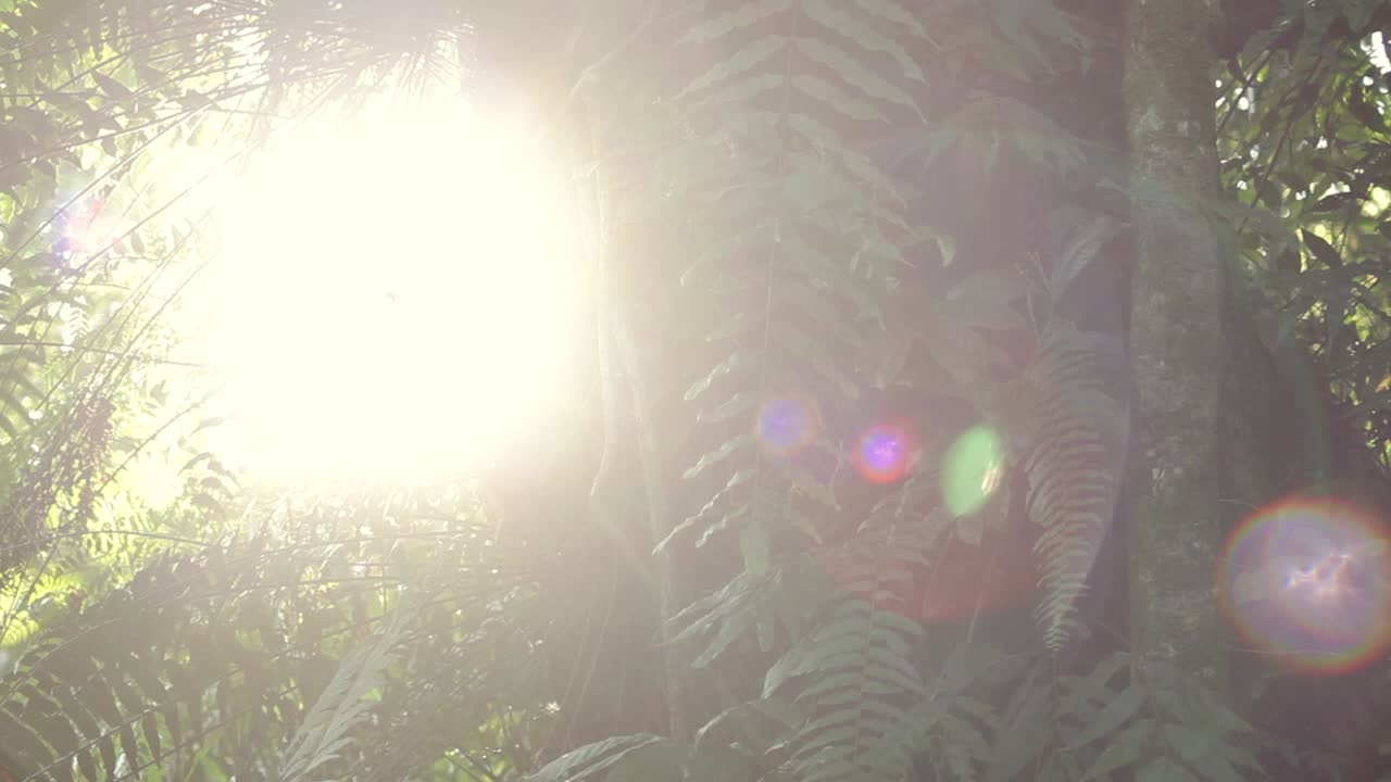 la luz del sol por la mañana o por la tarde penetra el espeso follaje de la selva tropical del sudeste asiático