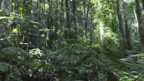 dense forest with sunlight filtering through trees