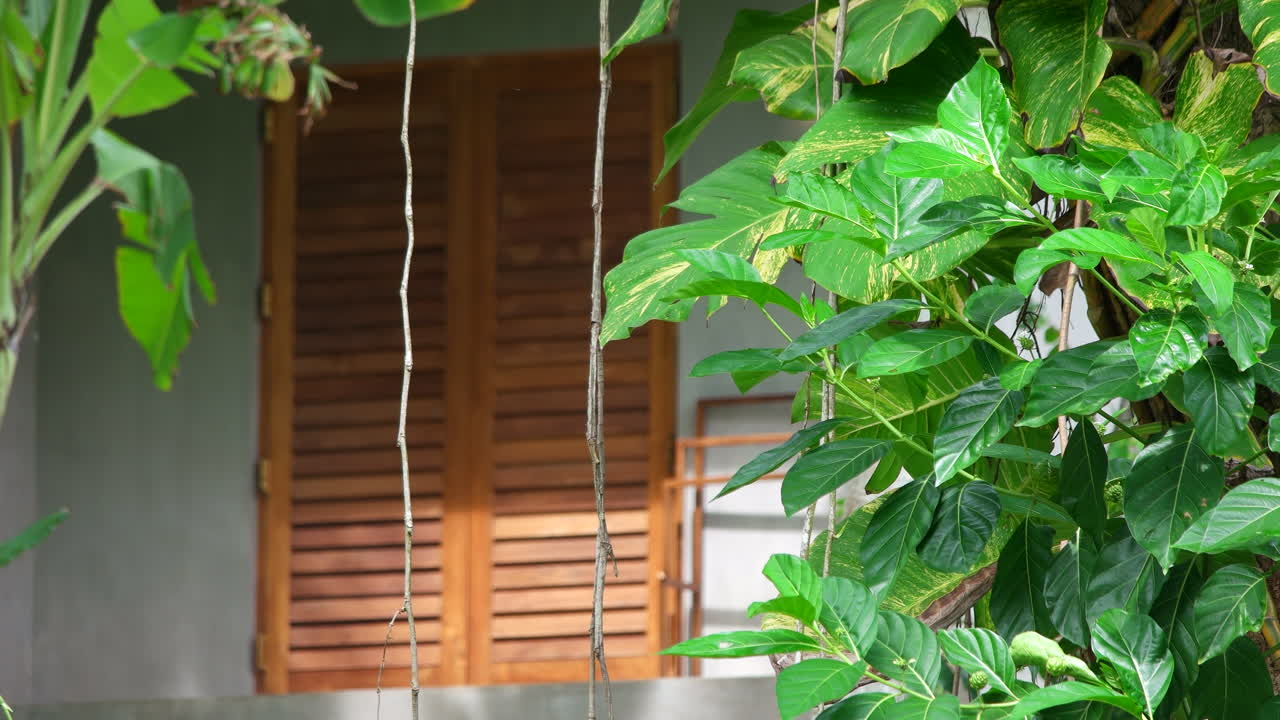 Porta in legno di una casa dietro il fogliame verde del giardino che ondeggia con una brezza leggera.
