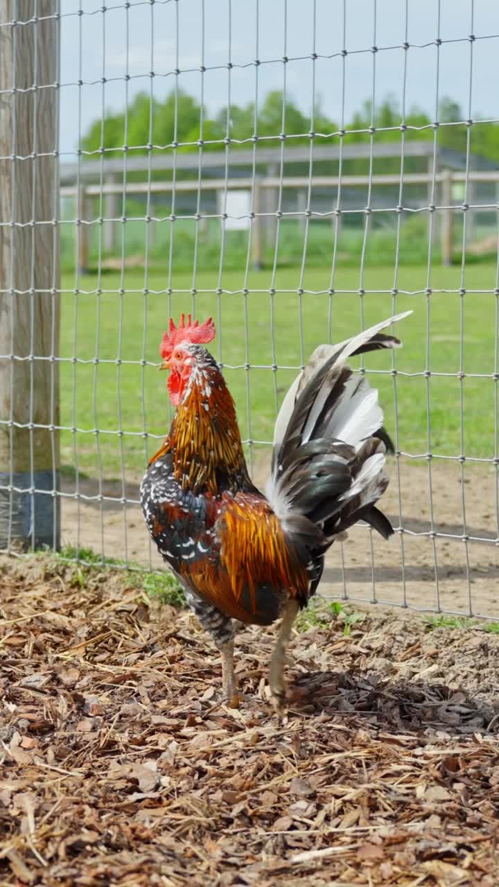 Vibrant Rooster Strutting Confidently in a Farm Enclosure