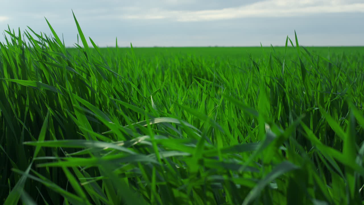 Vista aerea di erba verde che ondeggia al vento, in crescita in un campo agricolo o prato.