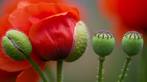 a close-up exploration of vibrant red poppies and their distinctive green seed pods exhibiting nature's intricate floral details and texture