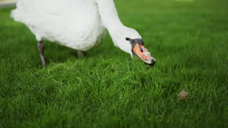 hermoso pájaro caminando en el parque. gracioso cisne alimentándose en un día soleado al aire libre