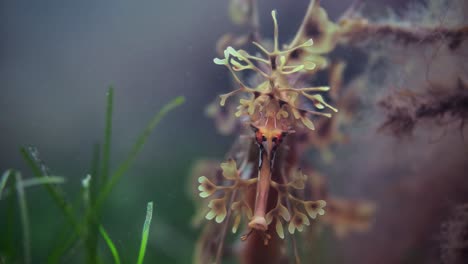 Dragón-De-Mar-Frondoso-Con-Huevos-Macro-Primeros-Planos-4k-Cámara-Lenta