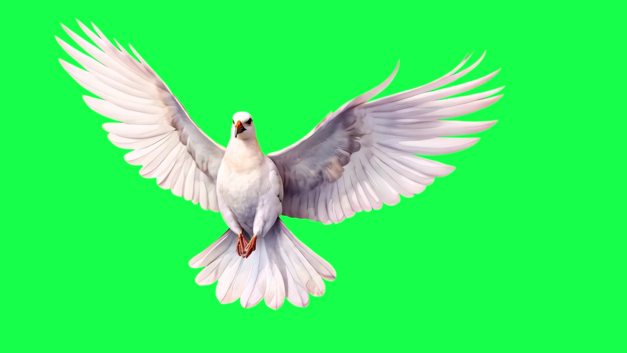 Burung Merpati Putih Terbang dengan Latar Belakang Layar Hijau