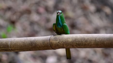 el abejaruco de barba azul se encuentra en la península de malaya, incluida tailandia, en claros de bosques particulares