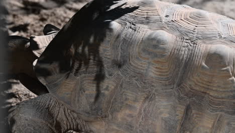 una tortuga camina bajo el sol en un zoológico, vida silvestre, reptil