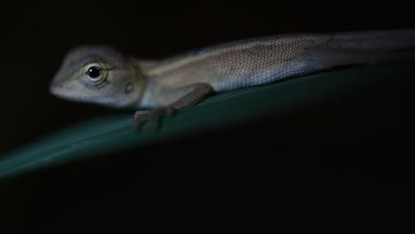 The-Oriental-Garden-Lizard-is-also-called-the-Eastern-Garden-Lizard,-Bloodsucker-and-Changeable-Lizard