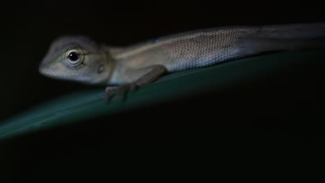 el lagarto de jardín oriental también se llama lagarto de jardín oriental, chupasangre y lagarto cambiable