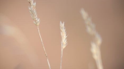 extreme close up of colorado native grasses with open background