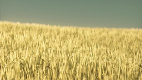 golden wheat field swaying gently in the warm afternoon sunlight