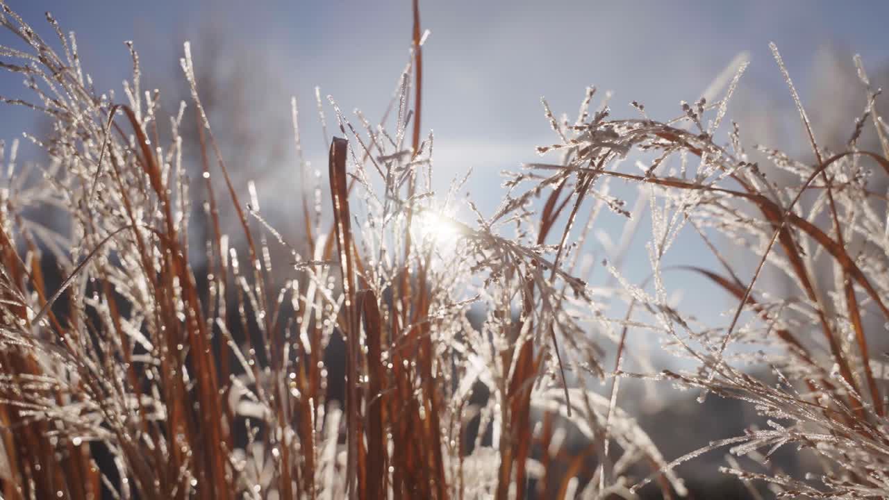 Close up of Frozen Grass