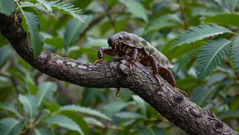 camouflaged insect on tree branch