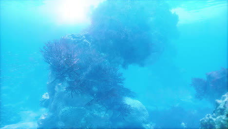 underwater coral reef scene with school of fish