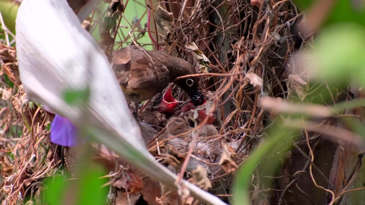 Pulcini affamati di Bulbul del Capo nel nido nutriti con more dalla madre premurosa.