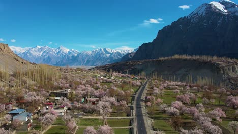 Aerial-View-Cherry-Blossom-Trees-On-Valley-Floor-In-Skardu,-Gilgit-Baltistan