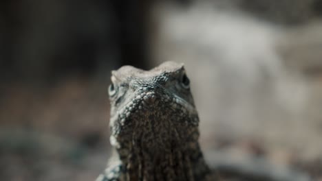 front view frilled-neck lizard in shallow depth of field