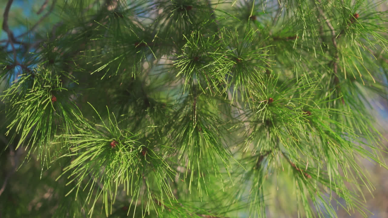 Pine tree in Greece, sun shining
