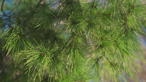 pine tree in greece, sun shining