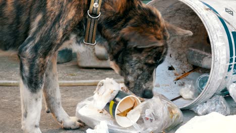 homeless, thin and hungry dog rummages in a garbage can on the street. asia, thailand