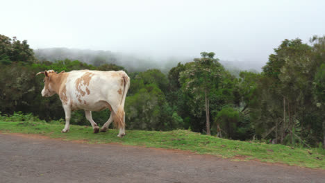 blond spotted cow slowly walking along the road