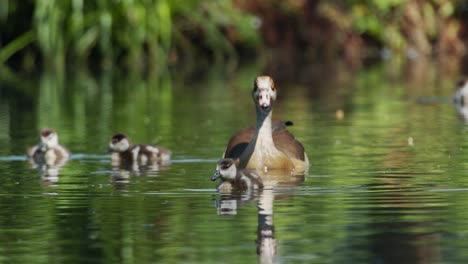 Babygänse-Mit-Mutter-Auf-Dem-Teich