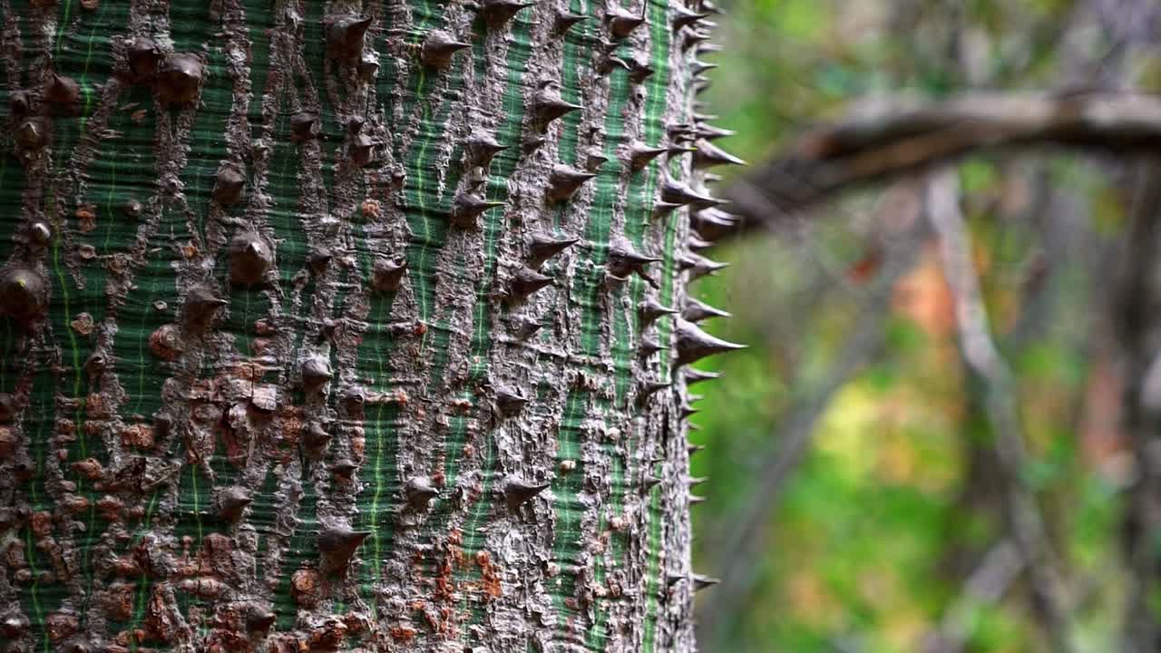 Slow Motion craning down shot of spikey thorns on the bark of a tropical exotic tree in the jungle outside the Lapa Doce cave in the Chapada Diamantina National Park in Bahia, northeastern Brazil