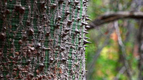 Slow-Motion-craning-down-shot-of-spikey-thorns-on-the-bark-of-a-tropical-exotic-tree-in-the-jungle-outside-the-Lapa-Doce-cave-in-the-Chapada-Diamantina-National-Park-in-Bahia,-northeastern-Brazil