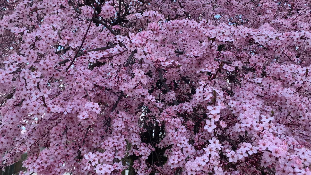 Pink spring blossom background in hungary
