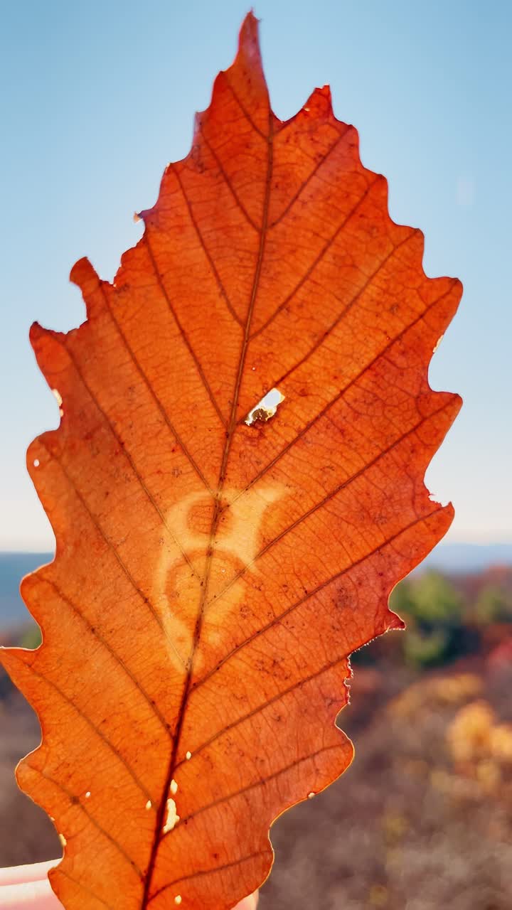 Mano che tiene una foglia di quercia autunnale arancione contro un cielo azzurro limpido. Persona che tiene una singola foglia di quercia secca marrone con la luce del sole che filtra, colline boschive sfocate sullo sfondo