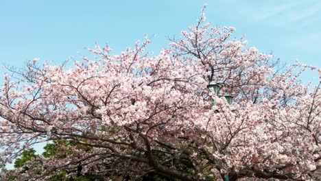 la mejor flor de cerezo en yokohama