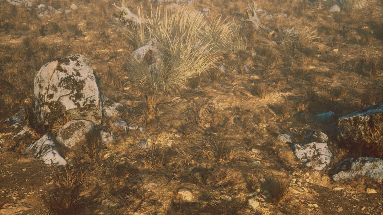 Serene desert landscape with rocks and dry grass under golden light