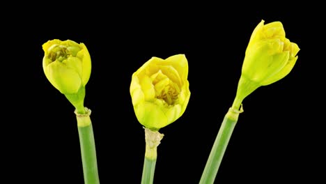 ramo de narcisos amarillos. narciso. florecimiento de hermosas flores amarillas sobre un fondo negro, narcisos. lapso de tiempo. 4k. fondo de la boda, día de san valentín, día de la madre, primavera, pascua.