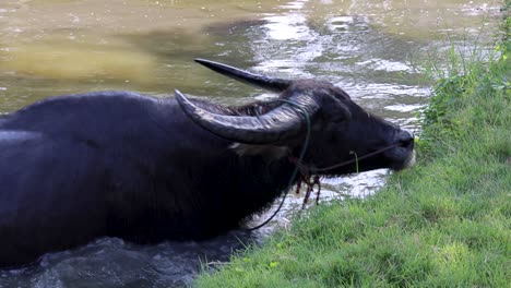 buffalo rises from water to grassy bank