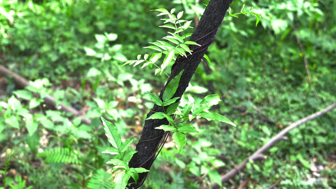 나무 줄기 주위에 녹색 잎이 있는 덩굴 - 다시 자라는 숲 - 호주 산불 여파