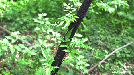 enredaderas con hojas verdes alrededor del tronco del árbol - bosque que vuelve a crecer - secuelas de incendios forestales en australia