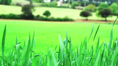 view of high grass in the field