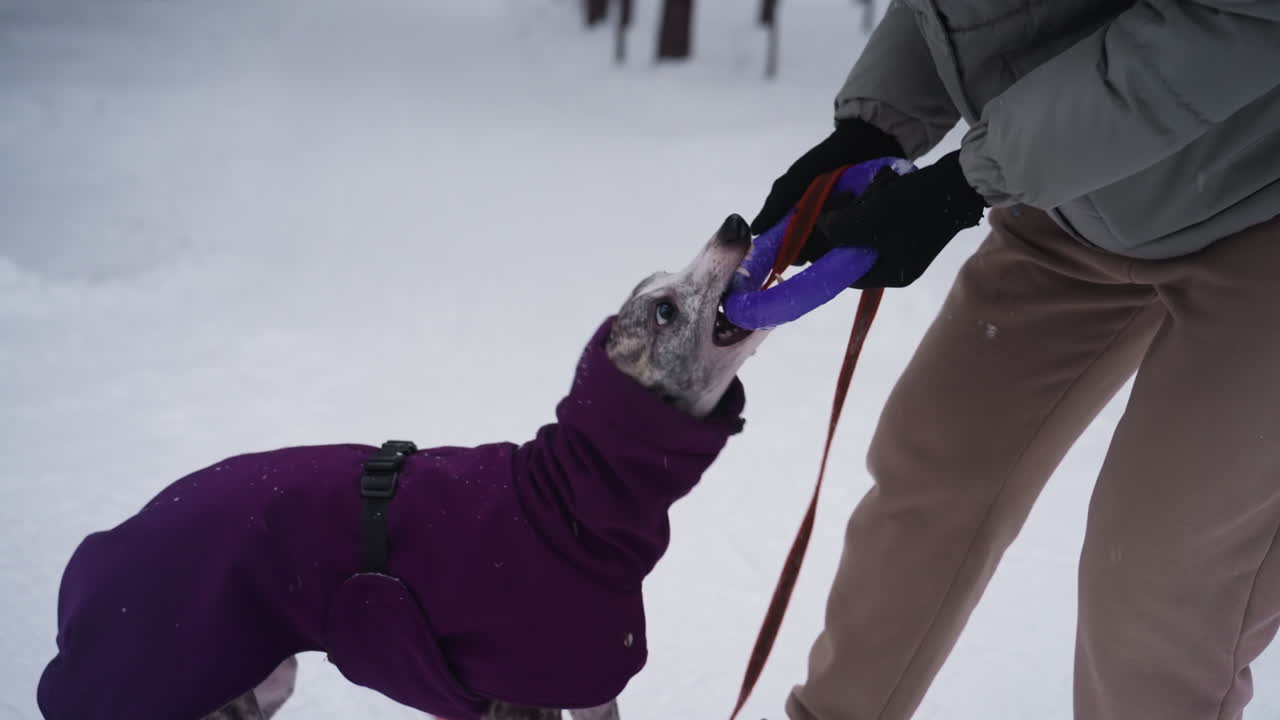Woman and dog engage in playful tug-of-war over purple ring toy in snowy setting. Dog wears purple coat and pulls eagerly against woman's grip, capturing lively interaction during winter outdoor activity