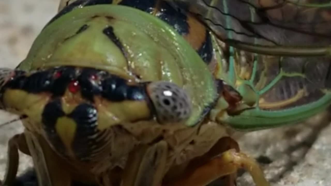 텍사스의 두 개의 큰  ⁇ 짓기 서카다