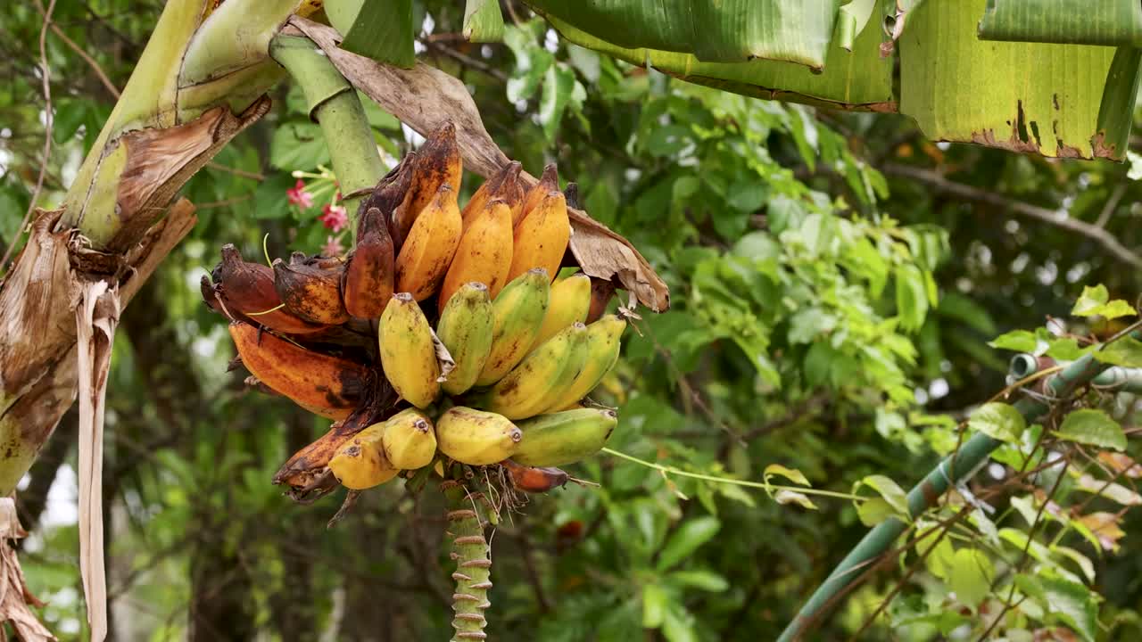 A vibrant banana cluster grows amidst lush greenery, showcasing natural beauty and tropical abundance in a serene outdoor setting